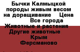 Бычки Калмыцкой породы живым весом на доращивание. › Цена ­ 135 - Все города Животные и растения » Другие животные   . Крым,Ферсманово